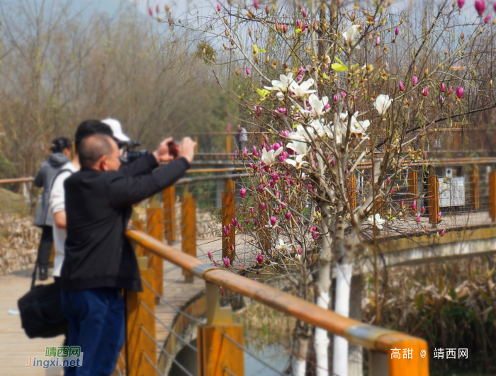 鲜花绽放迎新春 - 靖西网