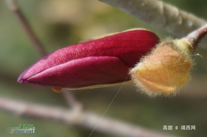 鲜花绽放迎新春 - 靖西网