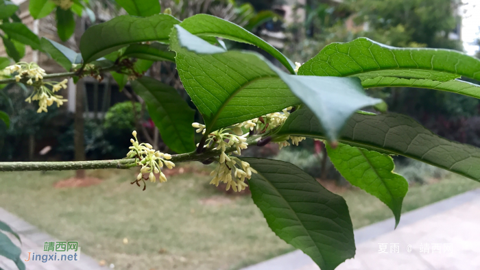 桂花正月吐芬芳 - 靖西网