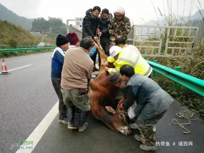 靖西高速：一头约300斤重的黄牛疯牛冲上高速路 警企合力排惊险…… - 靖西网