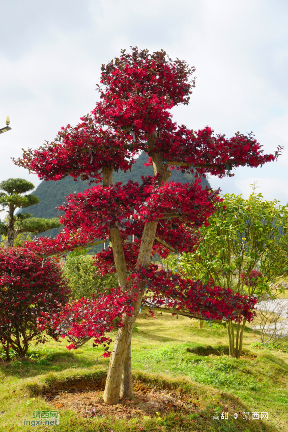 万紫千红总是春