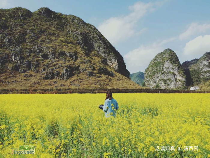 旧州油菜花——背景 - 靖西网