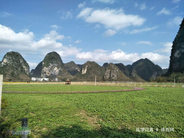 旧州油菜花——背景 - 靖西网