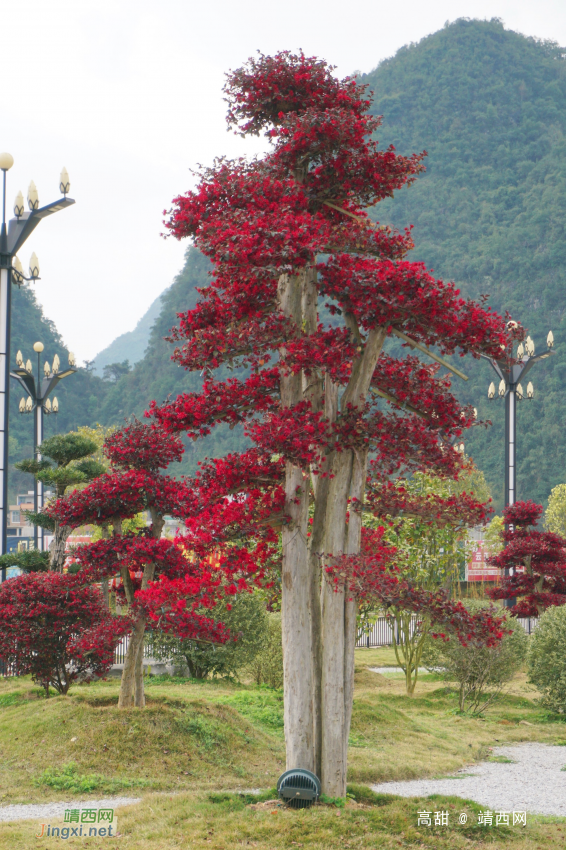 万紫千红总是春