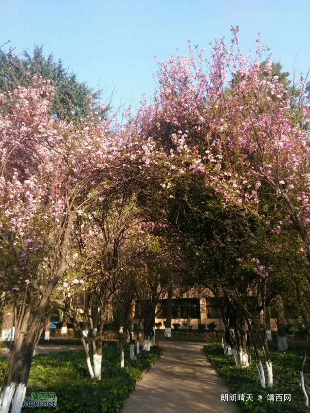 随手一拍，处处是美景 - 靖西网