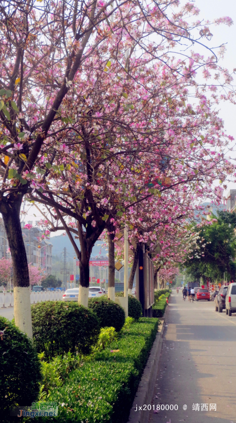 靖西市紫荆花开的季节，一路向西！ - 靖西网 - 第4页
