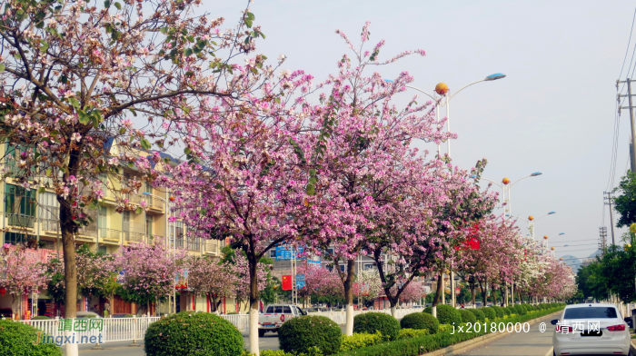 靖西市紫荆花开的季节，一路向西！ - 靖西网 - 第4页