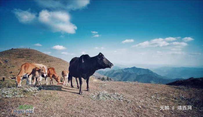 随手拍——靖西美如画农村风景 - 靖西网