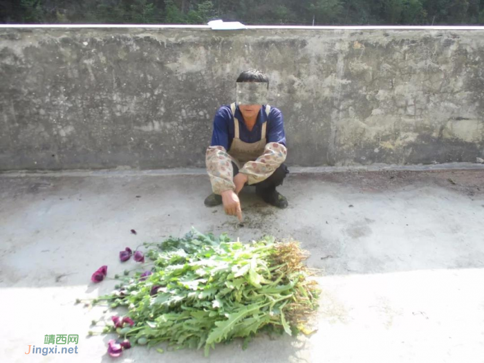 靖西警方查处一起非法种植毒品罂粟案件 铲除植物罂粟115株 - 靖西网