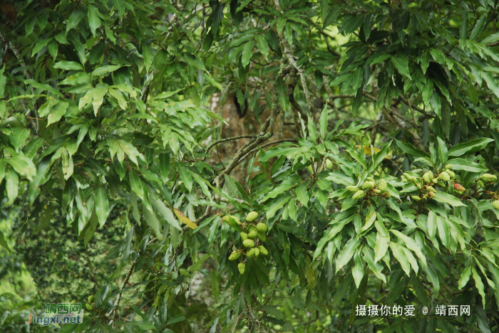 重游念诺水库 - 靖西网 - 第4页