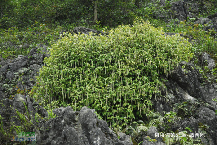 重游念诺水库 - 靖西网 - 第4页