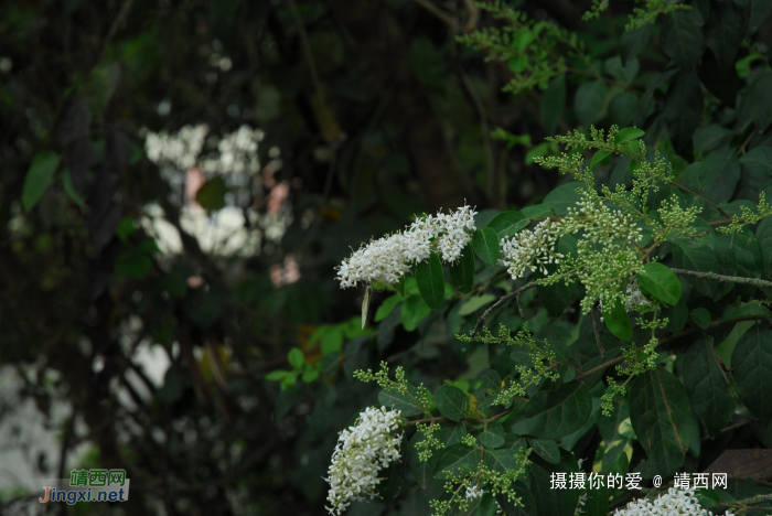 又是一年山岳山：宾山 - 靖西网