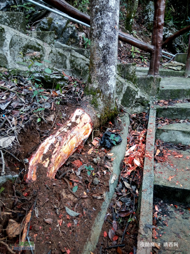 凤凰山景区设施遭破坏、线缆被盗、树被盗砍 - 靖西网