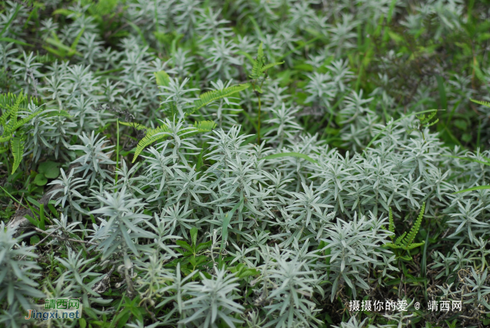 又是一年山岳山：恐怖的乌鸦山 - 靖西网