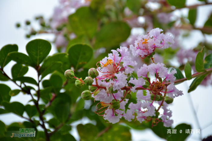 紫薇花开 - 靖西网