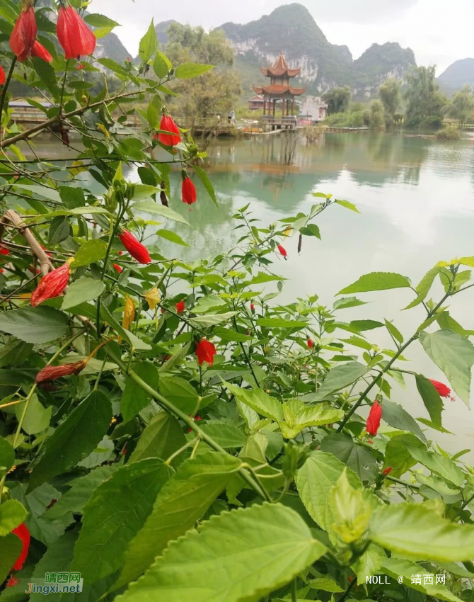 鹅泉的荷花已开，你何时去看？ - 靖西网