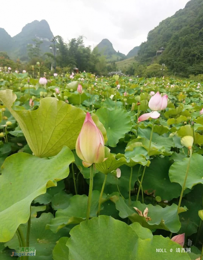 鹅泉的荷花已开，你何时去看？ - 靖西网