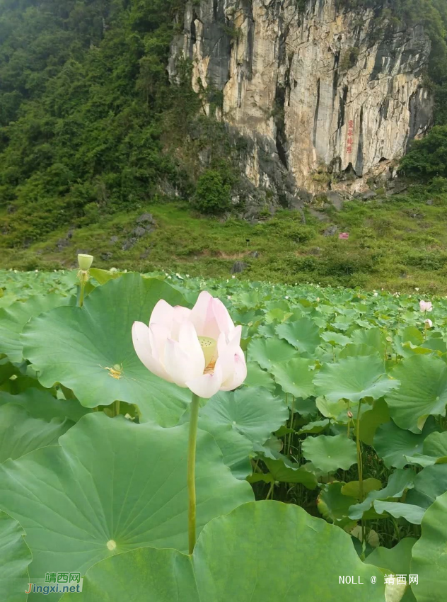 鹅泉的荷花已开，你何时去看？ - 靖西网