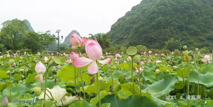 鹅泉的荷花已开，你何时去看？ - 靖西网