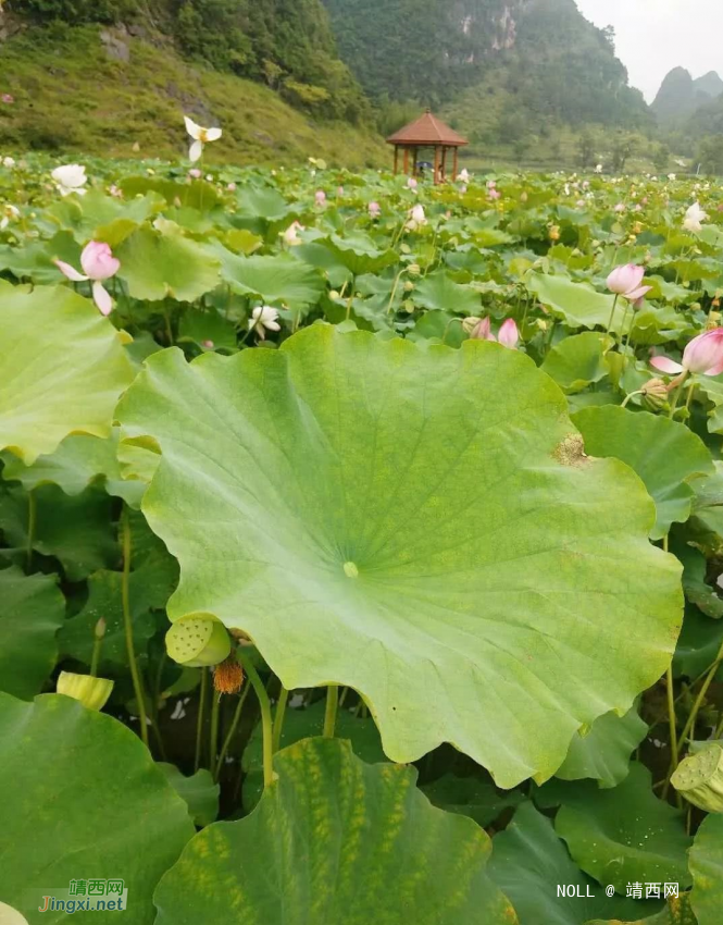 鹅泉的荷花已开，你何时去看？ - 靖西网