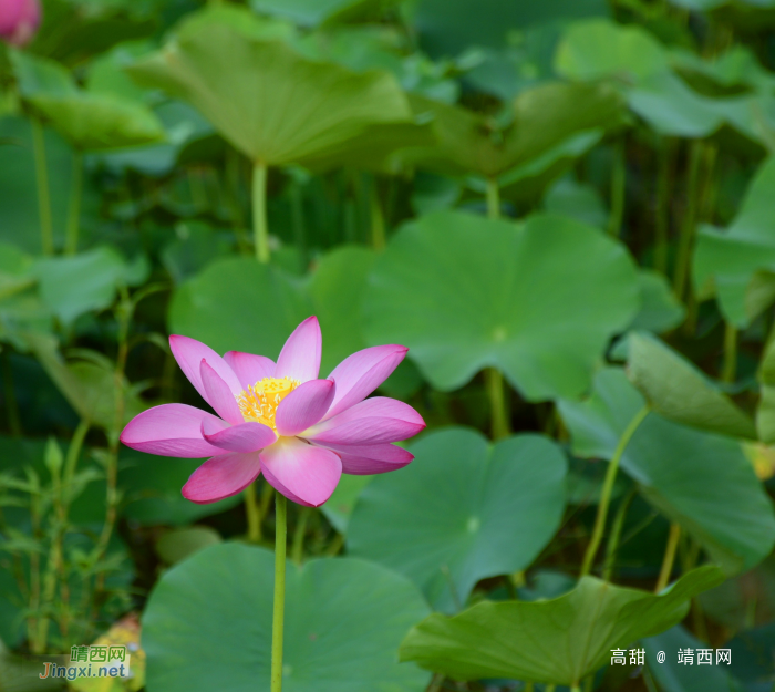 又到荷花季，醉美赏莲时。 - 靖西网