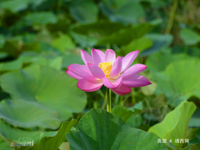 又到荷花季，醉美赏莲时。 - 靖西网