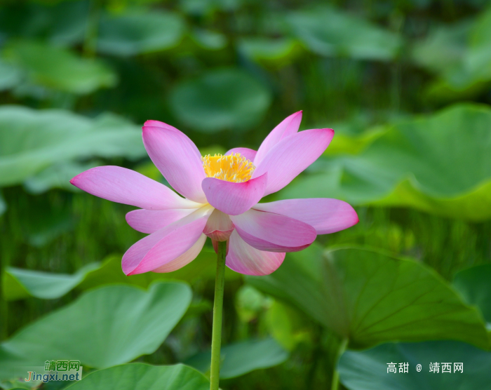 又到荷花季，醉美赏莲时。 - 靖西网