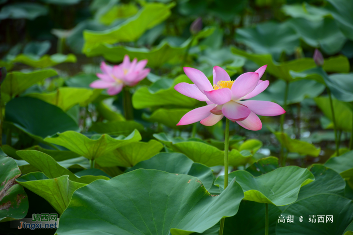 又到荷花季，醉美赏莲时。 - 靖西网