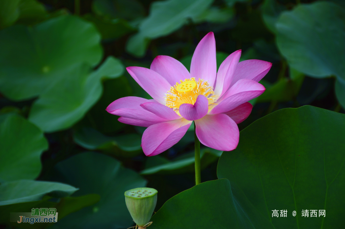 又到荷花季，醉美赏莲时。 - 靖西网