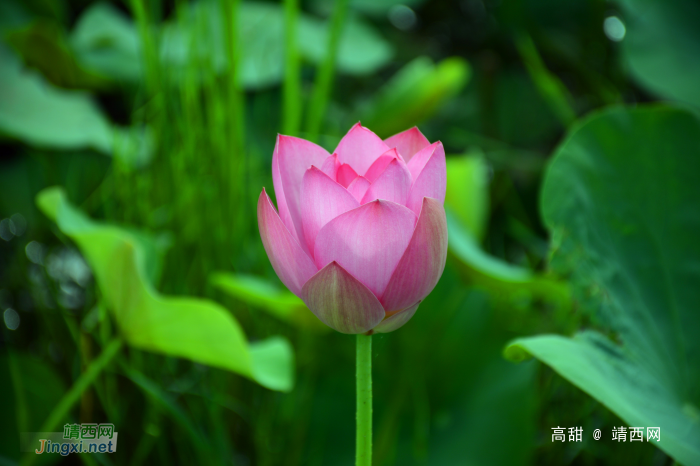 又到荷花季，醉美赏莲时。 - 靖西网