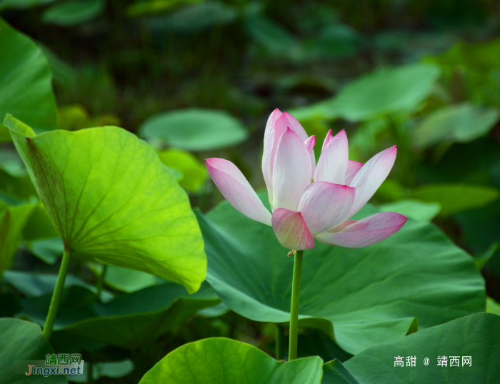 又到荷花季，醉美赏莲时。 - 靖西网