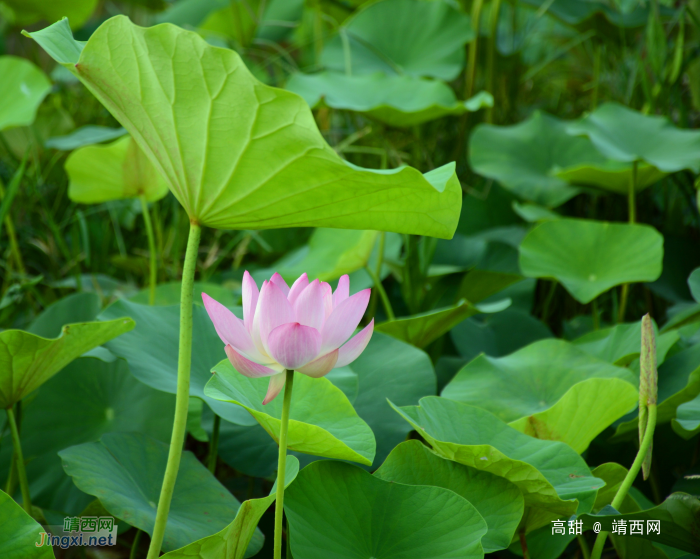 又到荷花季，醉美赏莲时。 - 靖西网