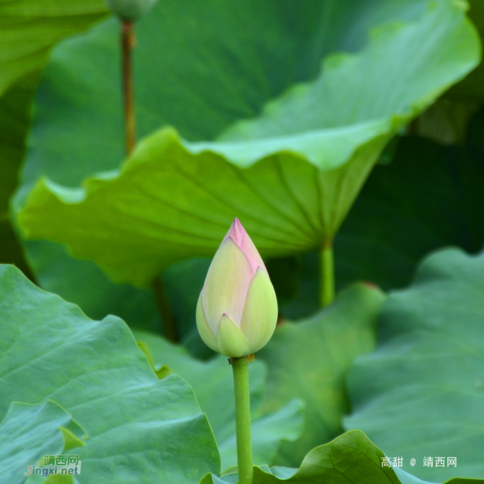 映日荷花别样红 - 靖西网 - 第2页