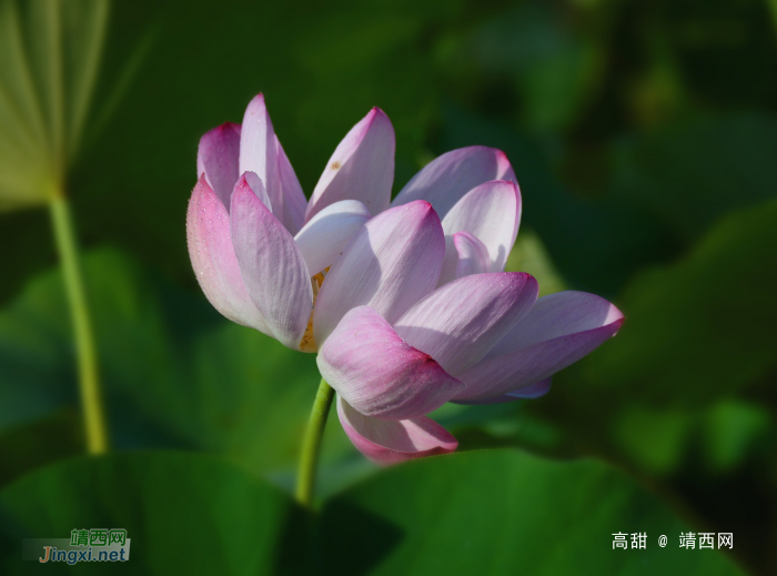 映日荷花别样红 - 靖西网