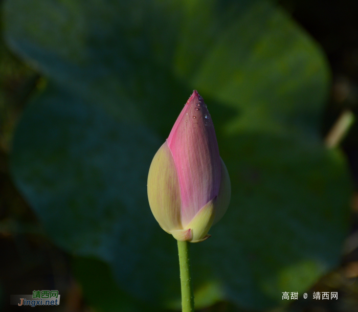 映日荷花别样红 - 靖西网