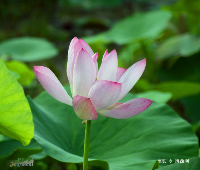 映日荷花别样红 - 靖西网