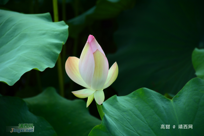 映日荷花别样红 - 靖西网 - 第2页