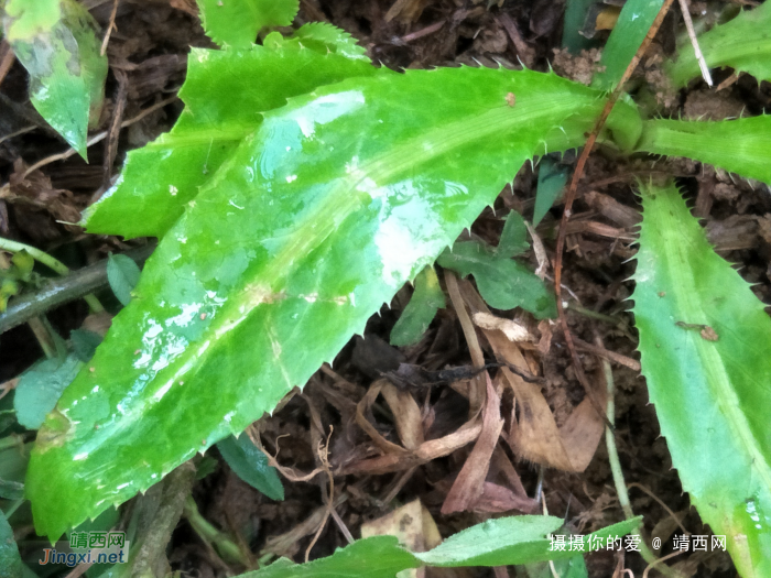 范香菜，以侵略者为名的香菜，求公凹科普。 - 靖西网