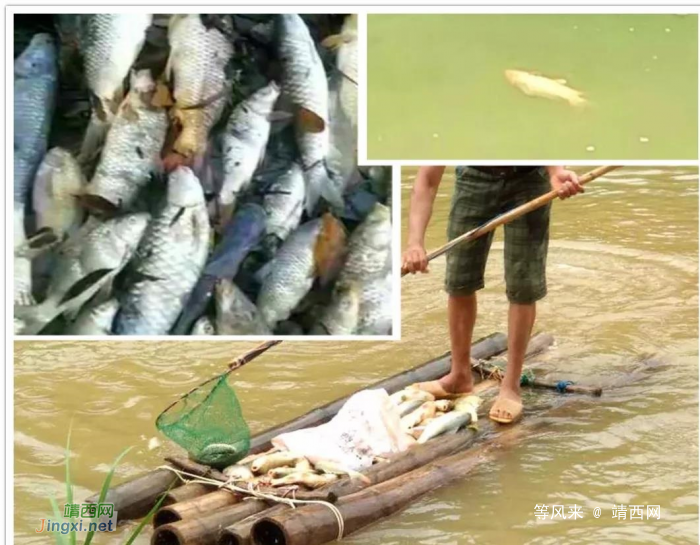 可怜，右江大楞乡大批会游泳的鱼不幸遇害身亡 - 靖西网