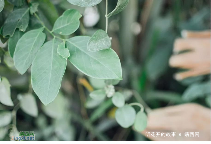 懂得糊涂,才算聪明人 - 靖西网 懂得糊涂,才算聪明人 - 靖西网