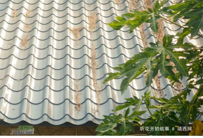 沉默,是心灵最后的清高 - 靖西网 沉默,是心灵最后的清高 - 靖西网