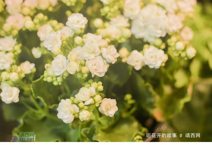 做人太诚实,未必是好事 - 靖西网 做人太诚实,未必是好事 - 靖西网
