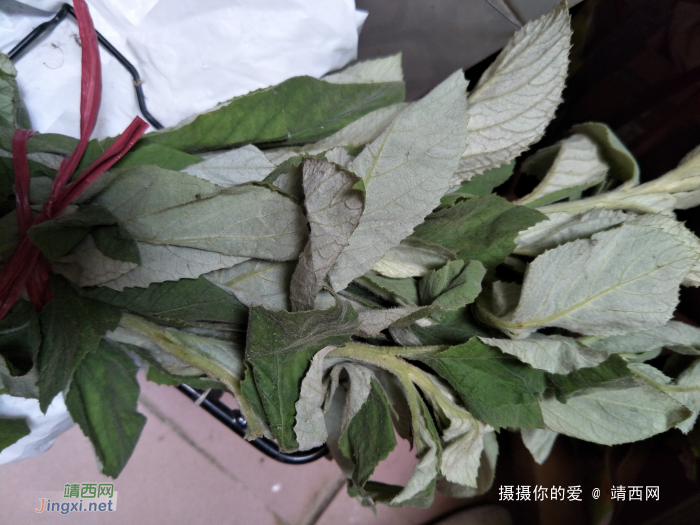 靖西真笨啊，这种老野草也吃，吓晕了 - 靖西网