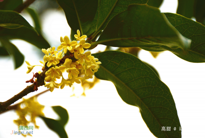 金秋十月,桂花飘香 - 靖西网 金秋十月,桂花飘香 - 靖西网