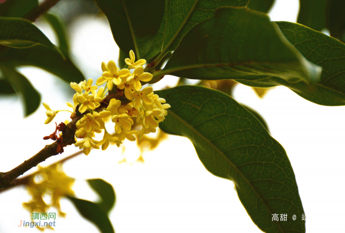 金秋十月，桂花飘香 - 靖西网