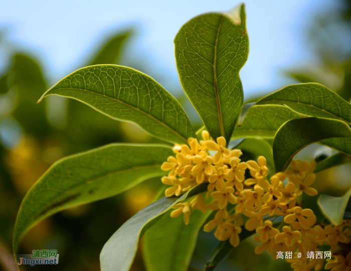 金秋十月,桂花飘香 - 靖西网 金秋十月,桂花飘香 - 靖西网