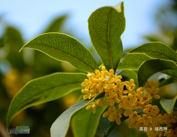 金秋十月，桂花飘香 - 靖西网