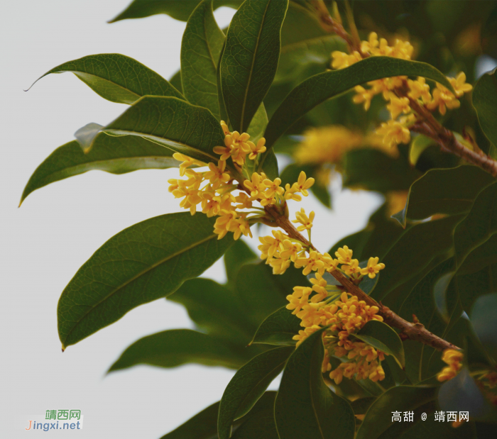 金秋十月,桂花飘香 - 靖西网 金秋十月,桂花飘香 - 靖西网