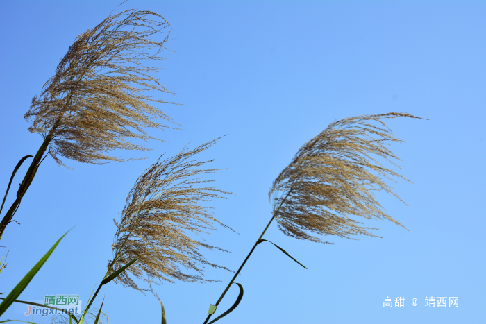 深秋的芦花 - 靖西网