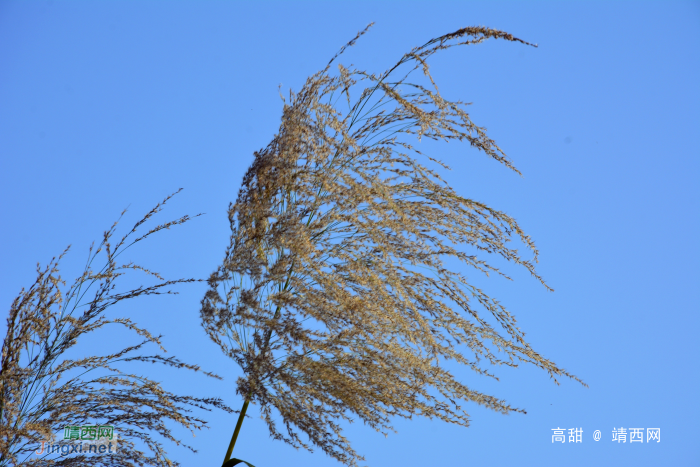 深秋的芦花 - 靖西网